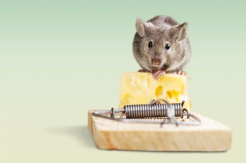 Benarkah Keju Umpan Terbaik untuk Menangkap Tikus?