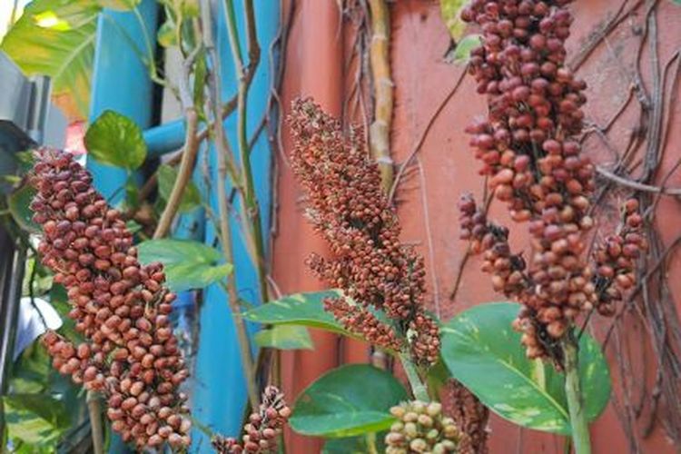 Tanaman sorgum tumbuh di lingkungan Kampung Wisata Batik Kauman Solo, Jawa Tengah, Rabu (1/10/2025). Dari segi persaingan kepentingan antara pangan dengan bioetanol, potensi sorgum cukup bagus. Namun, masih ada kesenjangan pengetahuan tentang sorgum.