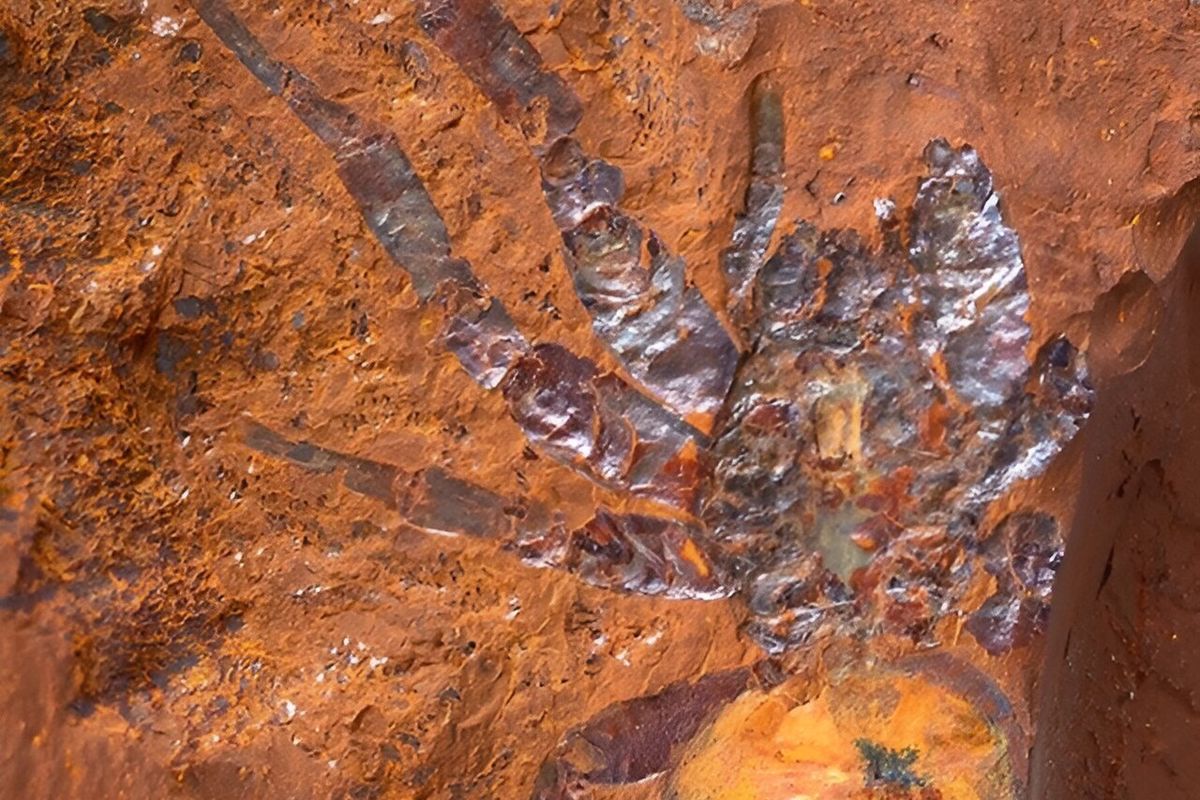 Spesimen fosil laba-laba terbesar dari Australia. Fosil ini terawetkan dengan baik, sehingga peneliti dapat melihat detail-detail tubuh laba-laba berusia 11-16 juta tahun lalu itu.