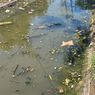 Ratusan Ikan Mujair Mati di Sungai Lamongan, DLH Terjunkan Tim