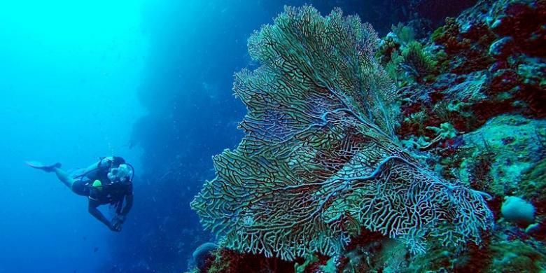 Penyelam menikmati keindahan bawah laut di Pantai Waha, Wakatobi, Sulawesi Tenggara, Jumat (24/6/2016). 