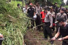 Polda Aceh Musnahkan 54 Hektar Ladang Ganja