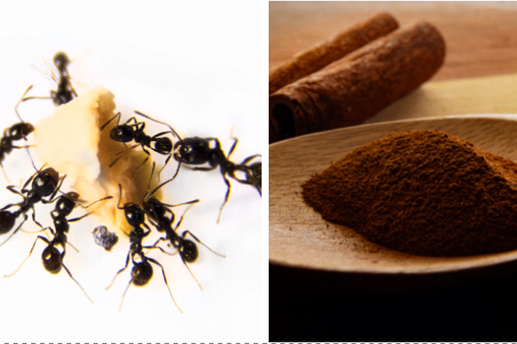 Ilustrasi mengusir semut dengan kayu manis