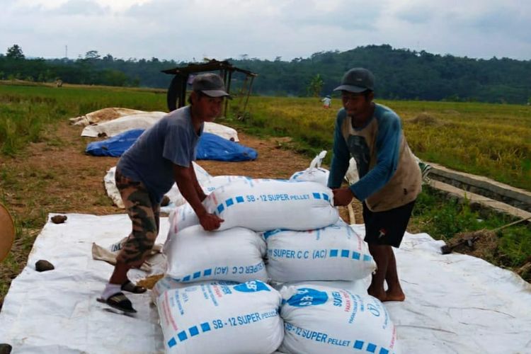 Petani gabah asal Purbalingga Fajar mengeluhkan impor beras tahun ini