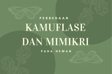 Perbedaan Kamuflase dan Mimikri pada Hewan