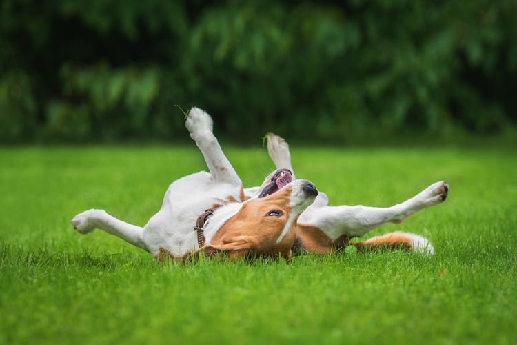 Ilustrasi anjing berguling-guling di rumput.