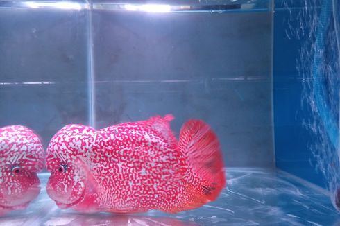 Pesonanya Sempat Memudar, Kini Si Cantik Ikan Louhan Kembali Dilirik