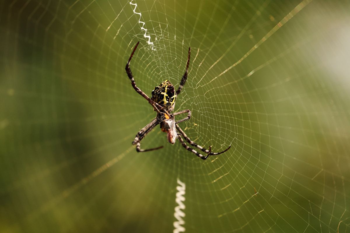Ilustrasi laba-laba sebagai musuh alami serangga