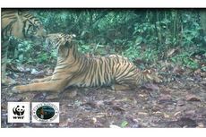 Langka, Percumbuan Sepasang Harimau Sumatera Tertangkap Kamera