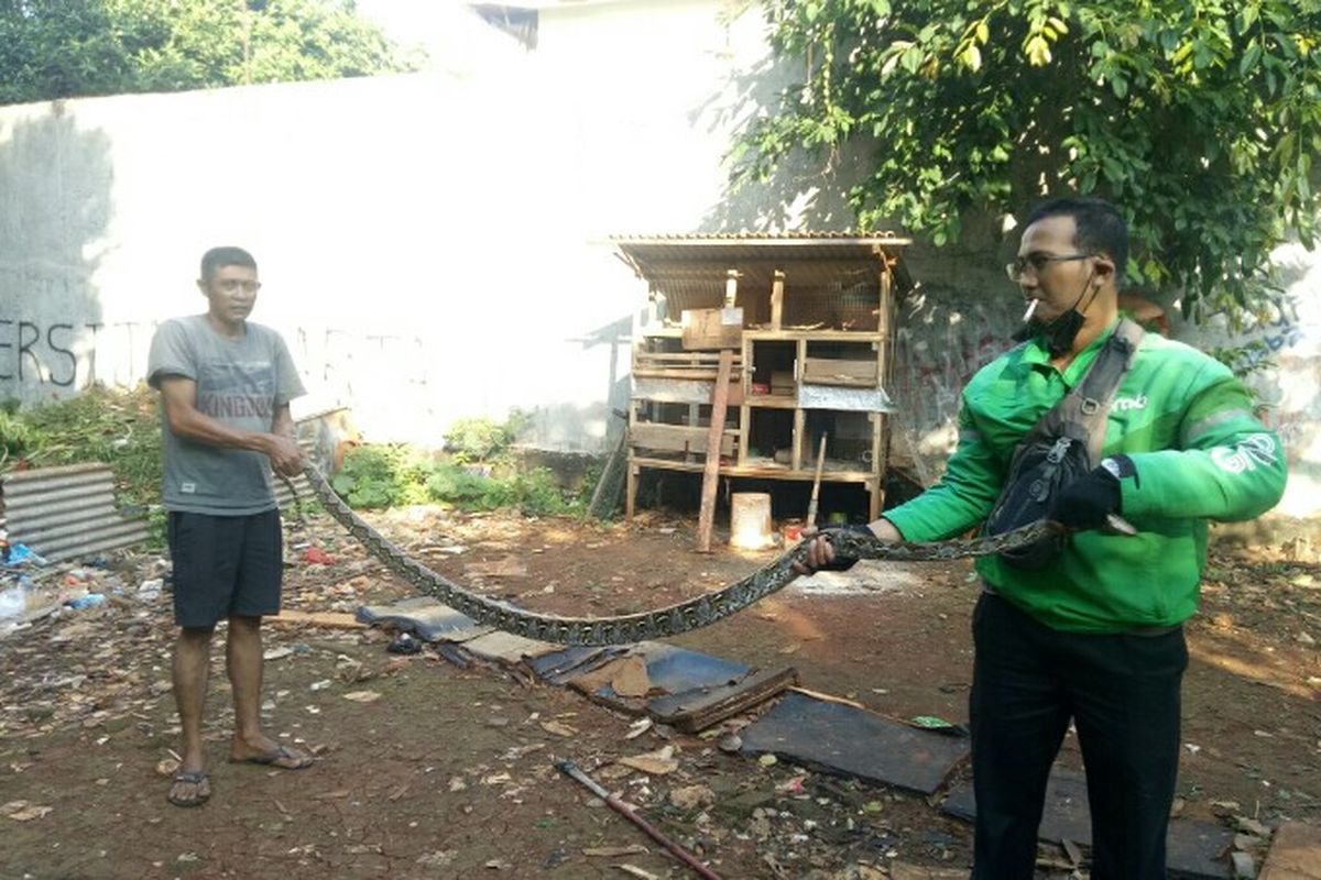 Warga yang berlokasi di Jalan H. Abu RT 05 RW 07, Cipete Selatan, Jakarta Selatan, menangkap ular sepanjang sekitar 2,5 meter, Jumat (28/5/2021), pagi.