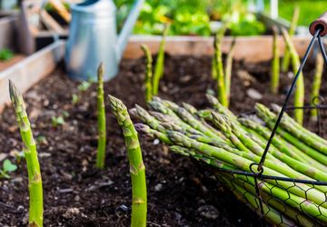 Cara Menanam Asparagus di Rumah dengan Mudah