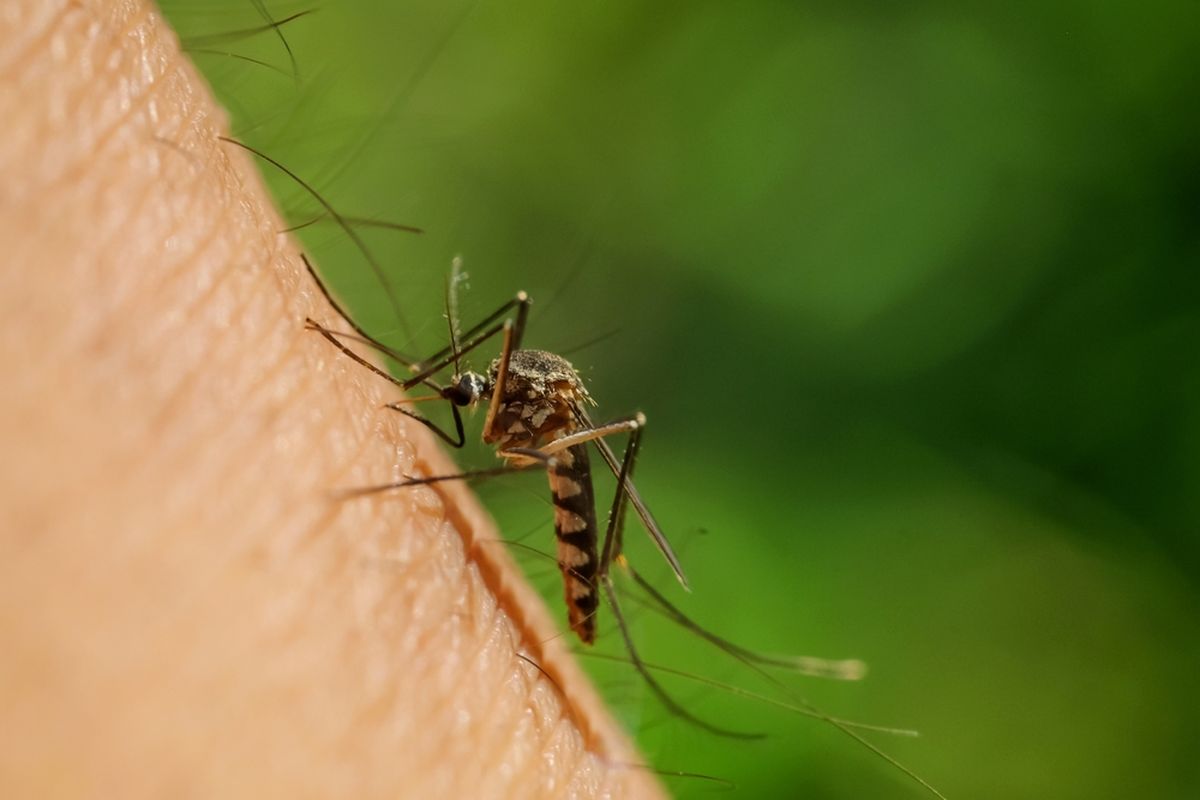 Ilustrasi nyamuk DBD. Kementerian Kesehatan mengingatkan dampak El Nino menyebabkan nyamuk DBD semakin ganas. 
