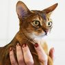 6 Tips Membersihkan Telinga Kucing dengan Aman