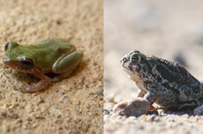 Katak dan Kodok: Serupa Tapi Tak Sama, Ini Cara Mudah Membedakannya