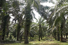 Hendak Mesum di Kebun Sawit, Kepala Desa dan Selingkuhan Digerebek Warga