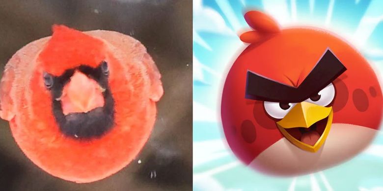 Perbandingan wajah Angry Birds di dunia nyata versi dalam game
