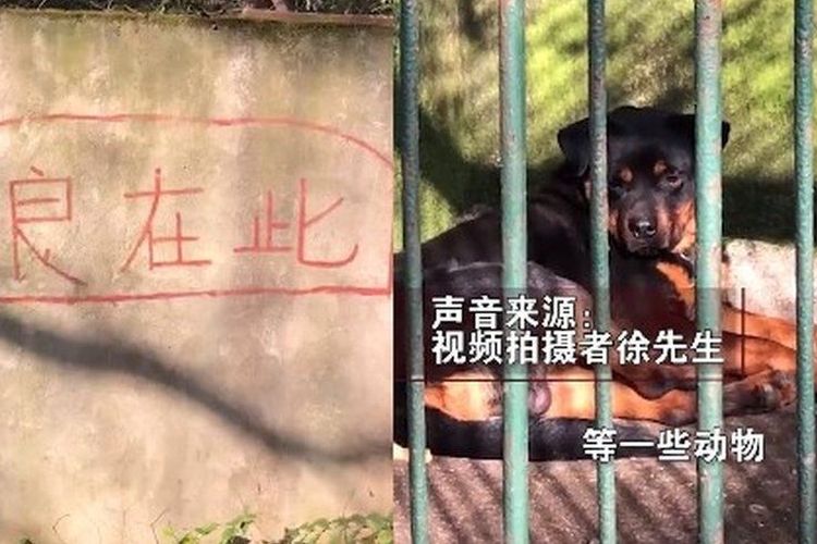 Foto kiri memperlihatkan tanda yang mengarah ke kandang serigala di Kebun BInatang Xiangwushan, Xianning, China. Namun dalam foto kanan, ternyata isi dari kandang serigala itu adalah seekor anjing.