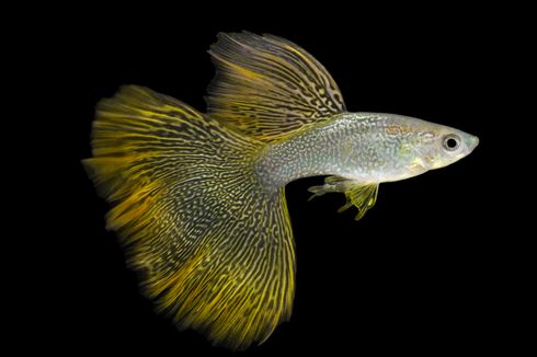 10 Tips Membuat Ikan Guppy Tumbuh Sehat dan Bahagia