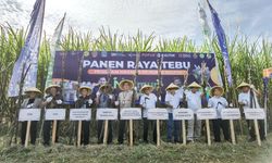 Targetkan Swasembada Gula Konsumsi, Ditjenbun Tingkatkan Produksi dan Kualitas Tebu