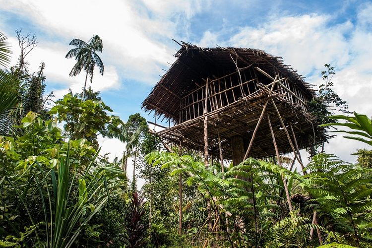 Rumah pohon di Papua DOK. Shutterstock/Sergey Uryadnikov