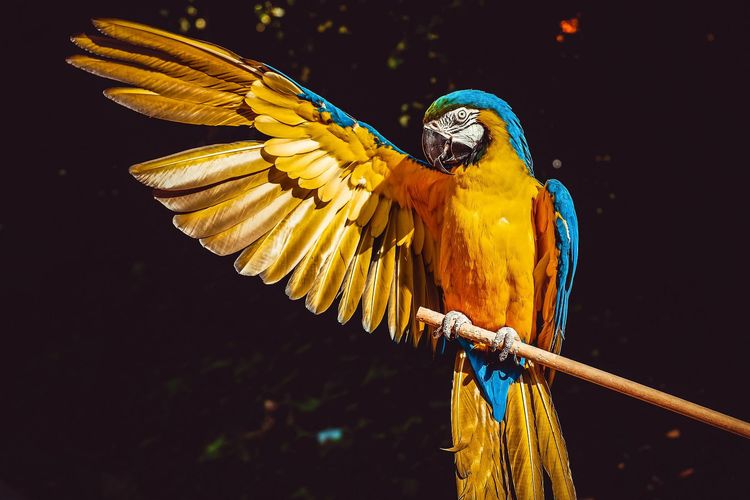 Ilustrasi burung macaw.