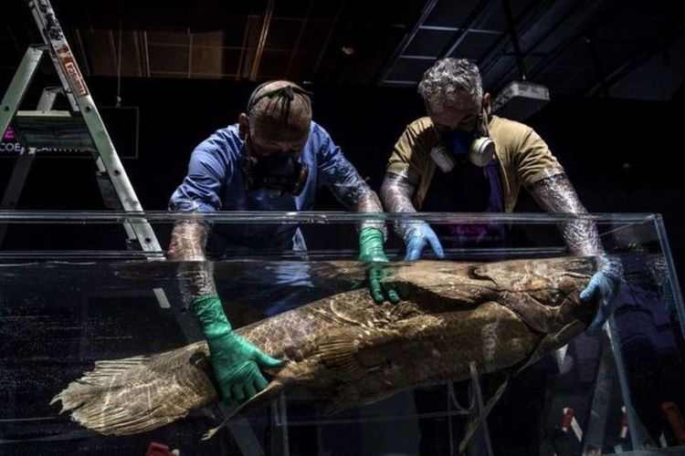 Ahli taksidermi memasukkan coelacanth ke dalam tangki berisi formol untuk pameran berjudul 'Laut' di Museum Nasional Sejarah Alam di Paris, Maret 2019.