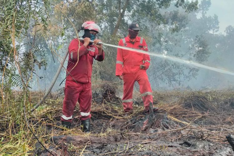 Petugas Manggala Agni Pekanbaru berjibaku memadamkan api karhutla di Kecamatan Payung Sekaki, Kota Pekanbaru, Riau, Selasa (1/8/2023).