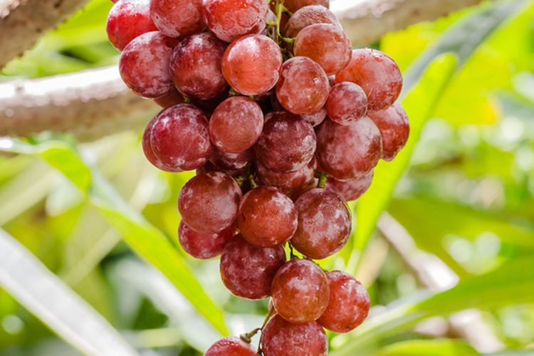 Ilustrasi pohon anggur, menanam anggur, buah anggur di pohon. 