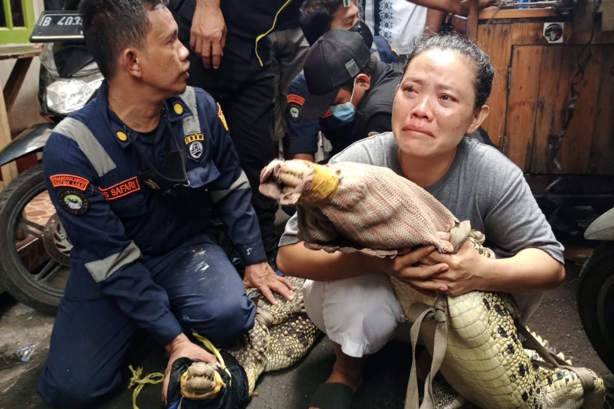  Dua ekor buaya sepanjang dua meter dievakuasi di Jalan Utan Panjang III RT 03 RW 05, Kelurahan Utan Panjang, Kecamatan Kemayoran, Jakarta Pusat, pada Kamis (21/10/2021). 