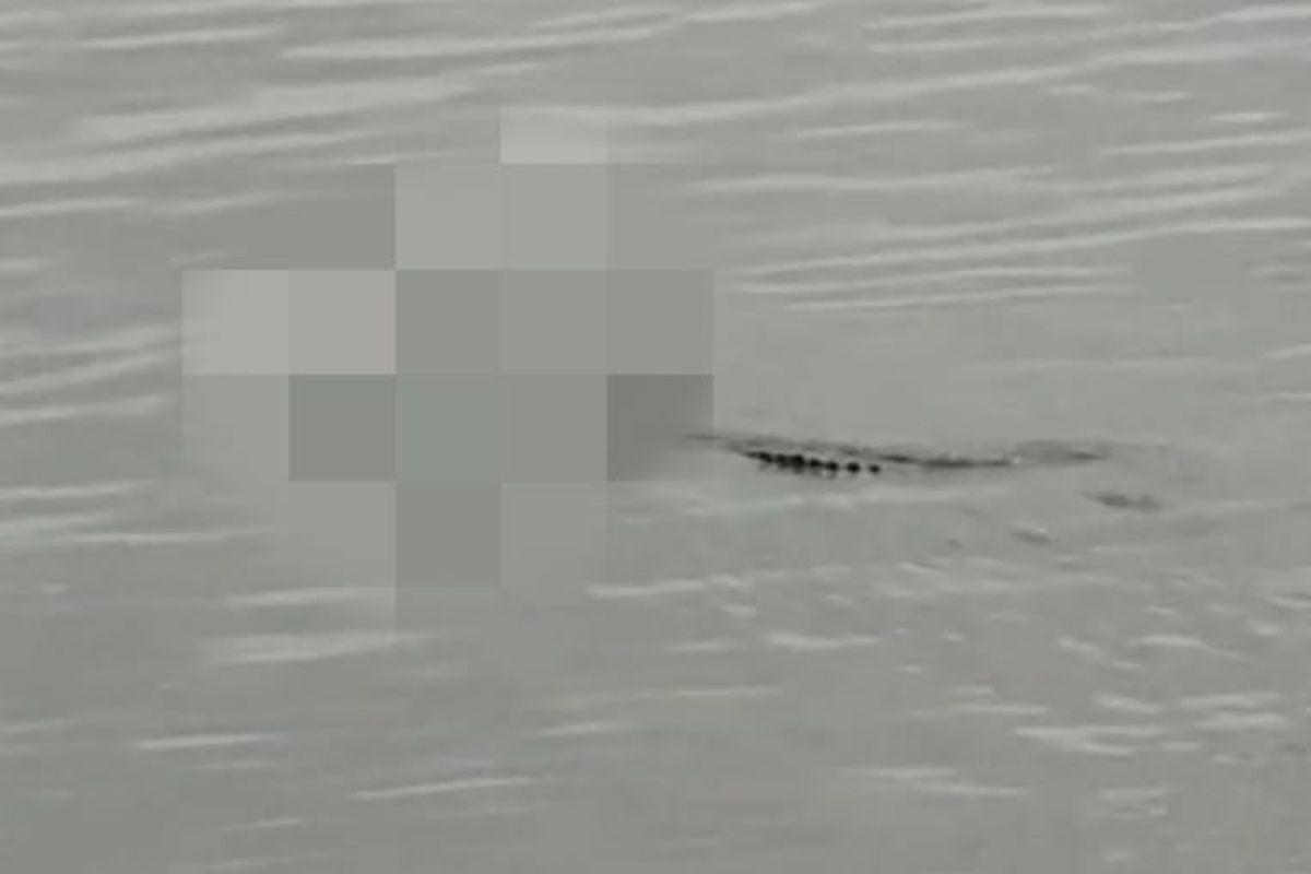 Seekor buaya membawa jasad korban balita yang tenggelam di Perairan Muara Jawa