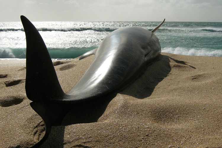 Ilustrasi paus pilot yang terdampar.