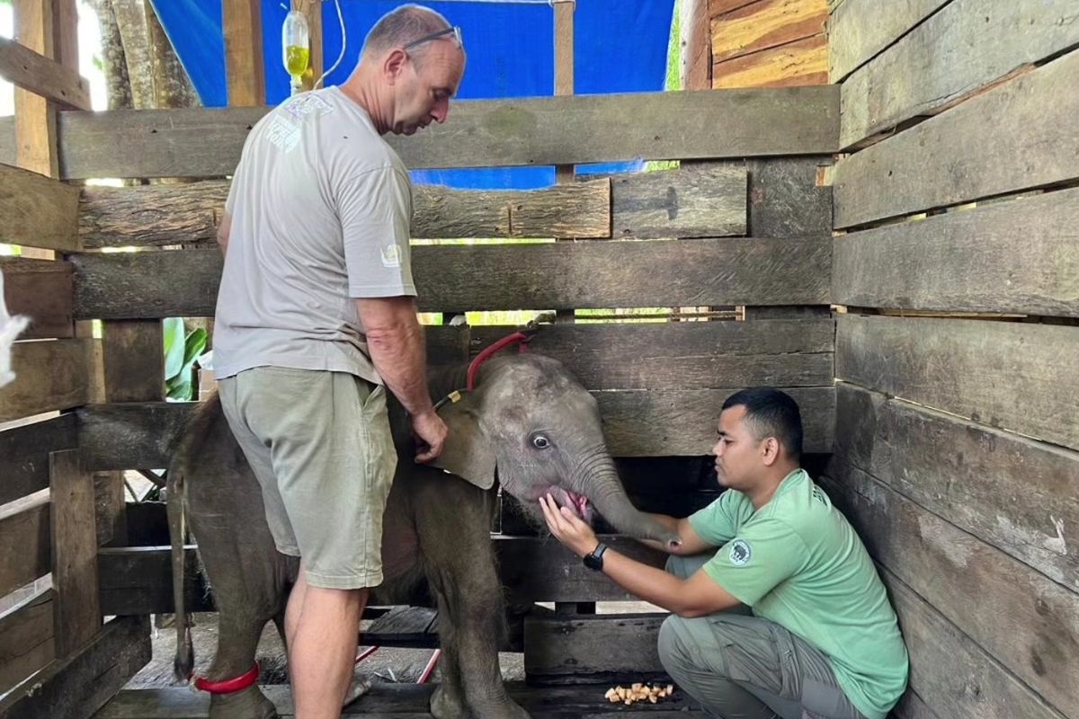 Bayi gajah bernama Panton saat dirawat di PLG Saree, Kabupaten Aceh Besar. 