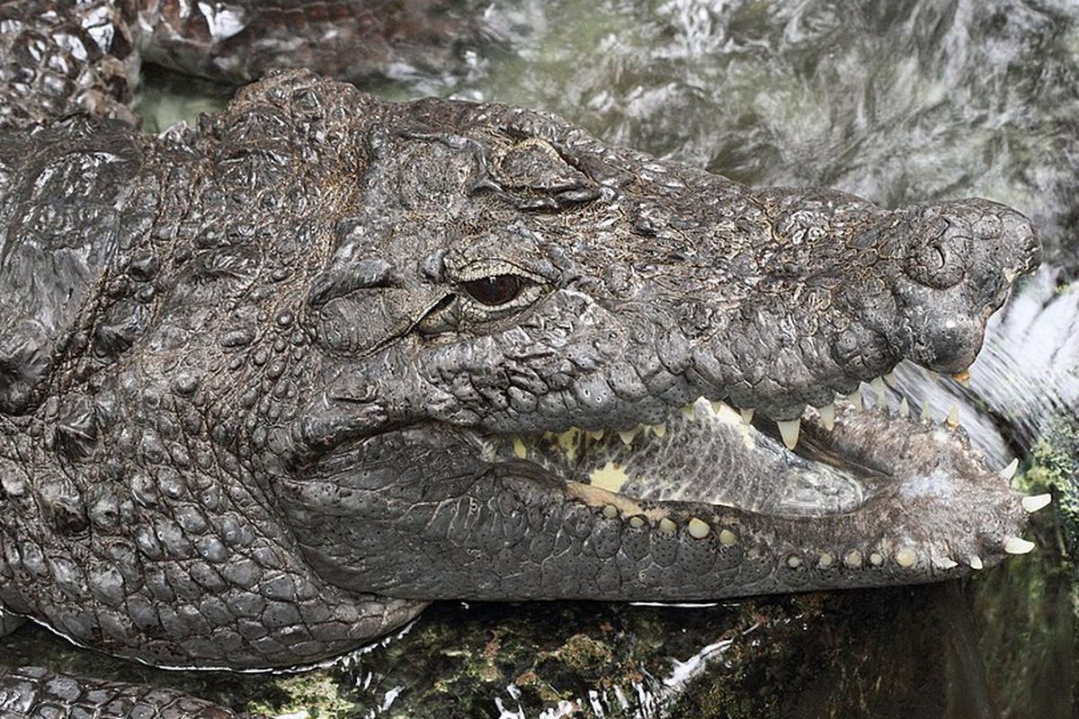 Buaya Afrika Barat (Crocodylus suchus)