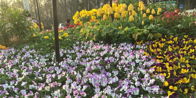 Bunga beraneka warna di Taman Jayu, Incheon, Korsel.