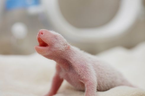Serba-serbi Hewan: Induknya Jumbo, Kenapa Bayi Panda Seukuran Tikus?