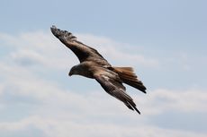 Bagaimana Tubuh Burung Dapat Menahan Terpaan Angin?