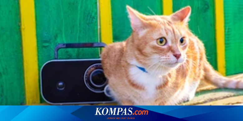 Kucing Juga Suka Dengar Musik, Benarkah?