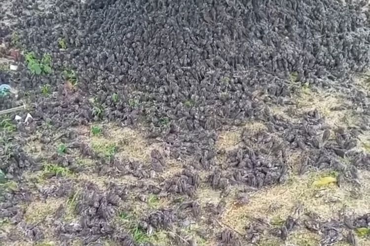 Ribuan burung pipit jatuh berhamburan ke tanah viral di media sosial, Kamis (9/9/2021).