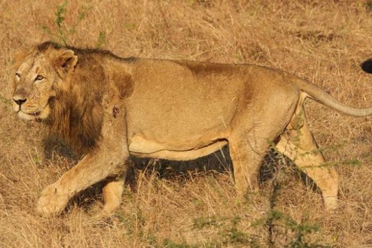 Seekor singa India jantan di taman suaka Gir, negara bagian Gujarat.