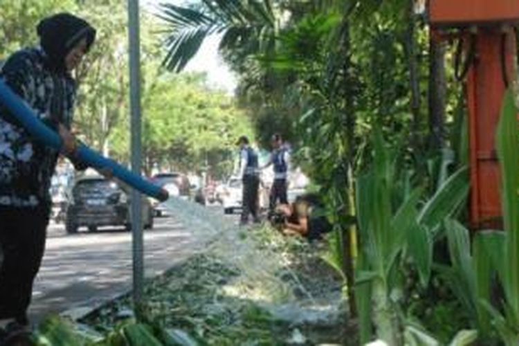 Wali Kota Surabaya Tri Rismaharini ikut turun membenahi kondisi taman di sepanjang Jalan Raya Darmo dan Taman Bungkul Surabaya yang rusak diinjak-injak ribuan warga, Minggu (10/5/2014). 
