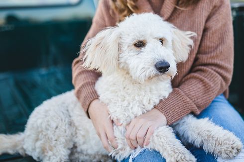 Penyebab Batuk pada Anjing dan Bagaimana Merawatnya