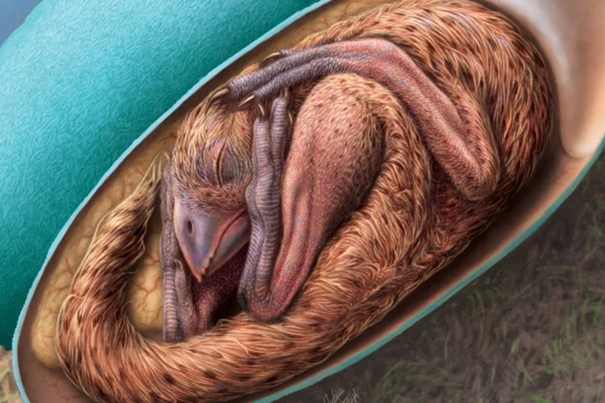 Rekonstruksi bayi oviraptorosaurus di dalam telurnya. Fosil embrio bayi dinosaurus yang ditemukan di China ungkap petunjuk baru evolusi dinosaurus.
 