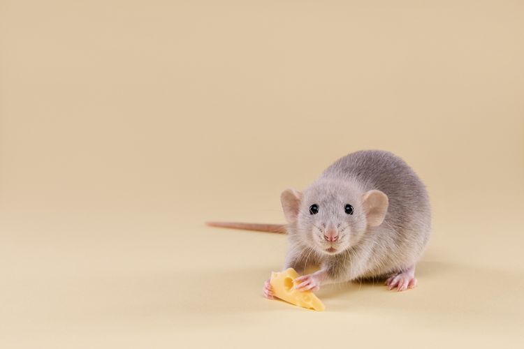 Cara mengusir tikus dengan bahan alami.
