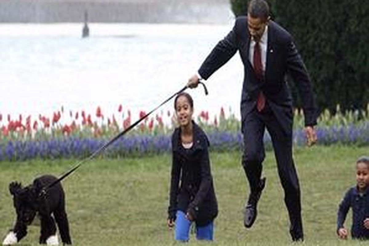 Barack Obama terhentak oleh tarikan tali pengekang Bo. Hal ini diperhatikan oleh kedua putrinya, Malia (kiri) dan Sasha