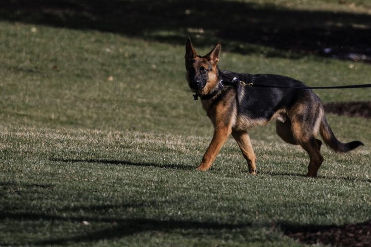 Commander, anjing German Shepherd milik Presiden AS Joe Biden