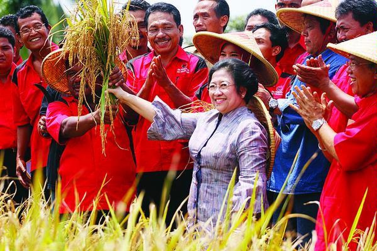 Ketua Umum Partai Demokrasi Indonesia Perjuangan (PDI-P) Megawati Soekarnoputri memanen padi galur MSP (Mari Sejahterakan Petani) di Desa Sukajadi, Kecamatan Cariu, Kabupaten Bogor, Kamis (25/3). Megawati mengajak kader PDI-P agar konsisten memerhatikan petani.