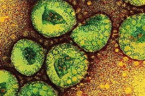 Coronavirus Baru Lebih Mematikan Dibanding SARS