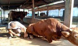 Sukseskan KTT G20 di Bali, Kementan Gencarkan 3 Langkah Kendalikan PMK dan Rabies