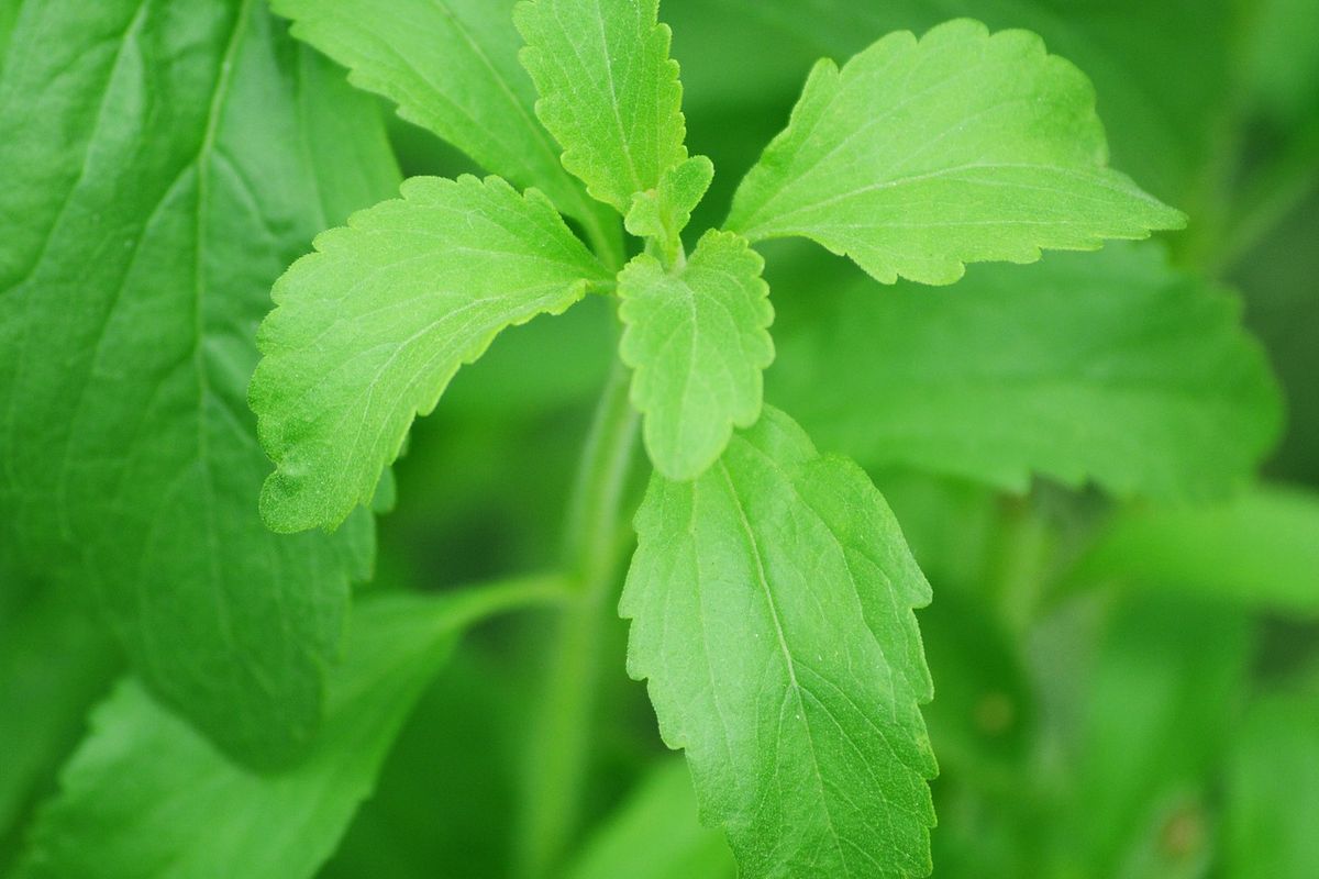 Ilustrasi tanaman stevia, daun stevia.