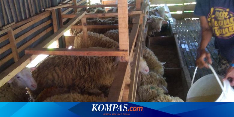 Ini Dia Kelebihan Domba Merino Jadi Favorit Untuk Kurban